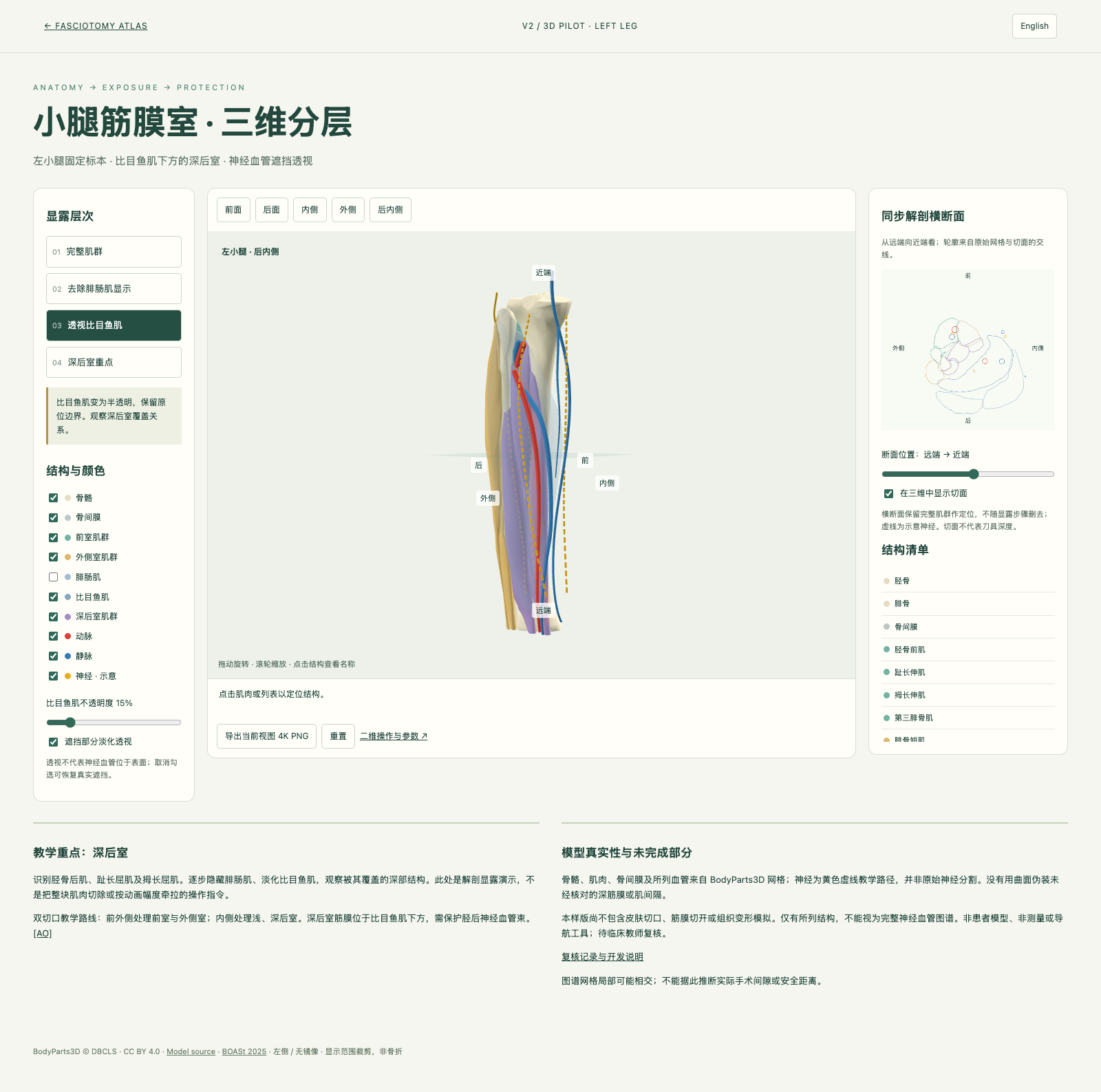 小腿筋膜室三维分层预览